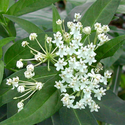 Asclepias Ice Ballet